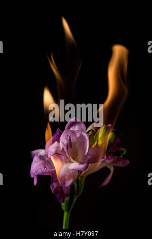 Freesia violet fleur sur le feu avec des flammes sur fond noir Banque D'Images