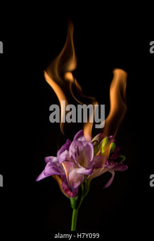 Freesia violet fleur sur le feu avec des flammes sur fond noir Banque D'Images