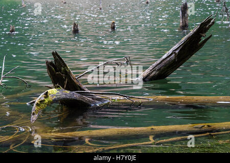 Vieille épave moussue journal brisé dans l'eau du lac Banque D'Images