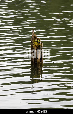 Vieille épave moussue journal brisé dans l'eau du lac Banque D'Images