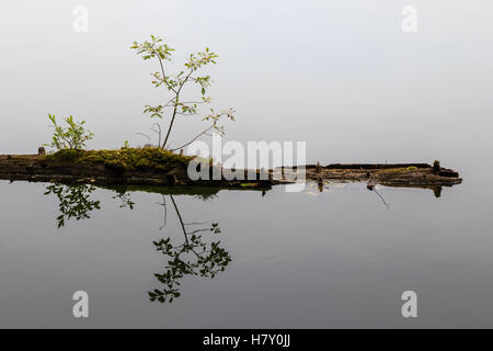 Vieille épave moussue journal brisé dans l'eau du lac Banque D'Images