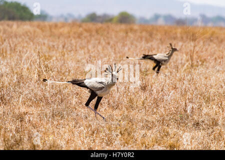 Une paire de l'ensemble de la chasse aux oiseaux Secrétaire savane dans le cratère du Ngorongoro en Tanzanie Banque D'Images