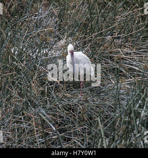 African spoonbill nichant dans la 'hippo pool' dans le cratère du Ngorongoro, en Tanzanie Banque D'Images