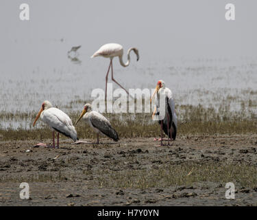 Yellow-cigogne et flamant rose au lac Manyara, Tanzanie Banque D'Images