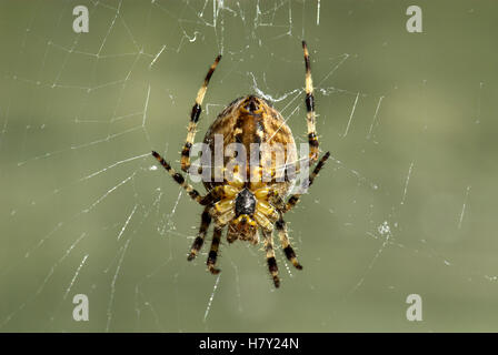 Jardin Araignée Araneus diadematus sur soie jardin web Banque D'Images
