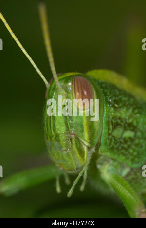 Orthoptères sauterelles Jungle sp Close up of face Banque D'Images