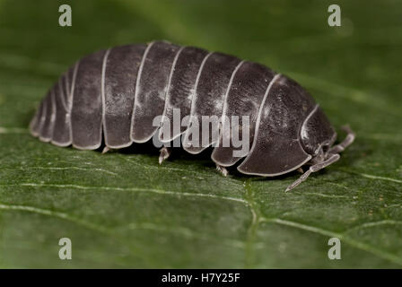 Comprimé ou cloportes cloportes vulgaires Armadillidium vulgare on leaf Banque D'Images