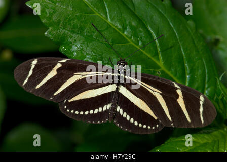 Zebra Longwing Heliconius charithonia adultes papillon avec repos Banque D'Images