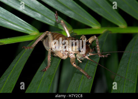 Terrain Acantholpus discoidalis blindés Cricket épineux on leaf Banque D'Images