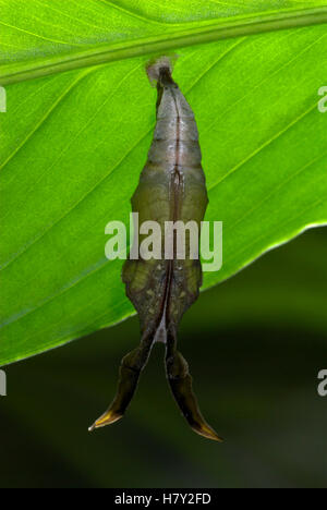 Blue Cracker pupes Hamadryas feronia chrysalis pendaison Banque D'Images