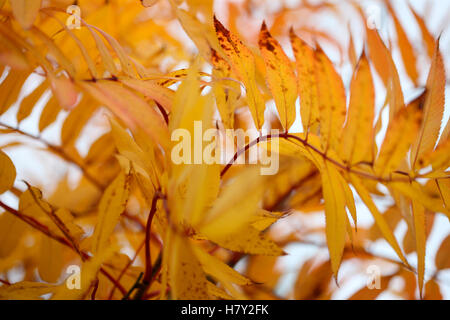 Belle American mountain ash les feuilles d'automne en écoulement libre formulaire dynamique Jane Ann Butler Photography JABP1692 Banque D'Images