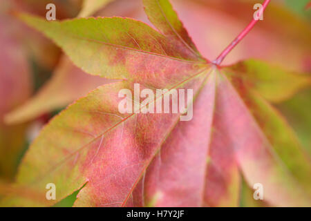 Acer palmatum amoenum japanese maple autumn leaf Jane Ann Butler Photography JABP1681 Banque D'Images