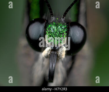 Papillon du machaon émeraude Eye Papilio Palinurus close up Banque D'Images