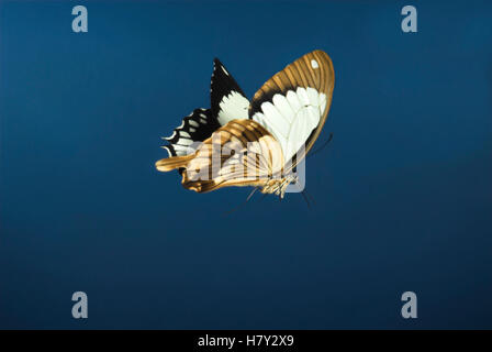 Papilio Dardanus mâle papillon en vol ou de l'Afrique Banque D'Images