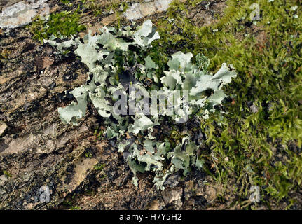 Olympus - Lichen reticulatum croissant sur fallen log Banque D'Images