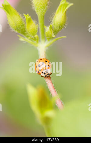 Coccinelle sur fleur Banque D'Images