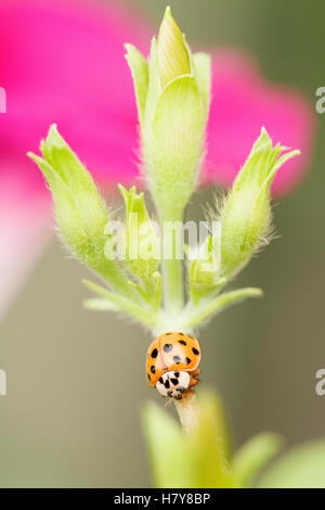 Coccinelle sur fleur Banque D'Images