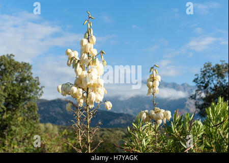 La floraison du yucca à palm Lumio, Haute-Corse, France Banque D'Images