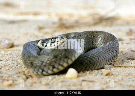 Couleuvre au soleil sur le terrain ( Natrix ) Banque D'Images