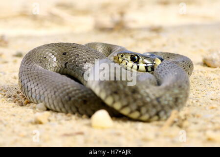 Natrix juvéniles au soleil sur sol ( grass snake ) Banque D'Images