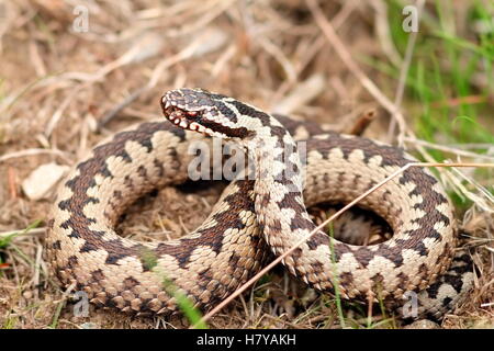 Les mâles de la vipère sur l'habitat naturel ( Vipera berus ) Banque D'Images