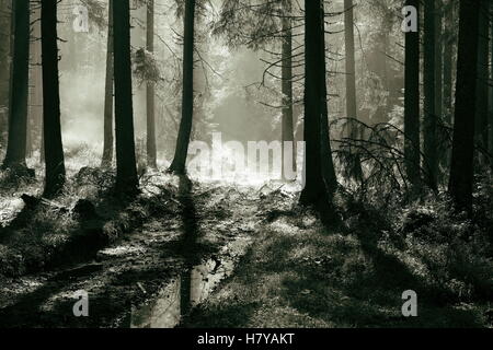 Lumière du matin dans la forêt d'épinettes, image en noir et blanc Banque D'Images