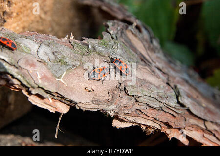 Colonie de firebugs, également connu sous le nom de pyrrhocoris apterus sur un tronc d'arbre, de mousse et de champignon poussant sur le vieil arbre. Banque D'Images