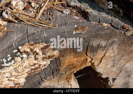 Colonie de firebugs, également connu sous le nom de pyrrhocoris apterus sur un tronc d'arbre, de mousse et de champignon poussant sur le vieil arbre. Banque D'Images