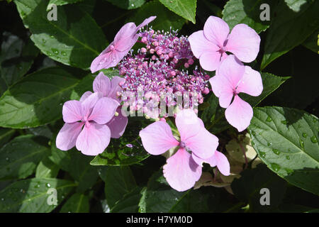 Close up d'un Hydrangea 'Hydrangeaceae' plante. Banque D'Images