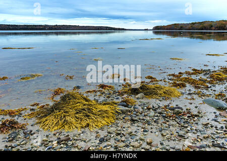 Vue sur le littoral rocheux et vaseux à marée basse sur la côte du Maine à la fin de l'automne. Banque D'Images