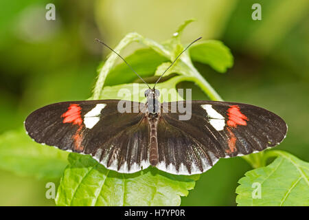 Postman Butterfly (Heliconius melpomene) Banque D'Images
