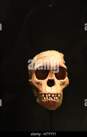 L'australopithecus Africanus. Taung enfant. 2,3 milions d'années. Taung, Afrique du Sud. Réplique. Musée Archéologique National, M Banque D'Images