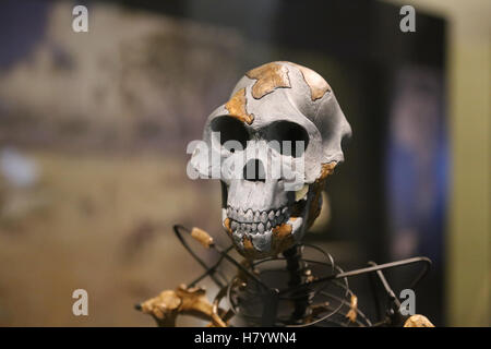 L'Australopithecus afarensis. Lucy. Femelle adulte squelette. 3,2 millions d'années. L'Éthiopie. Réplique. Banque D'Images
