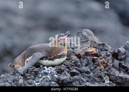 Îles Galápagos (Spheniscus mendiculus) couché sur la pierre de lave, l'île Isabela, Galapagos, Equateur Banque D'Images