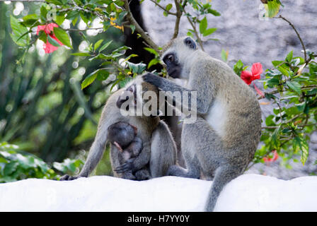 Les singes vervet (Chlorocebus) avec cub, Kenya, Africa Banque D'Images