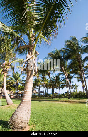 Palmiers près de Playa Caribe sur l'île de Isla Margarita, Venezuela, Amérique du Sud Banque D'Images