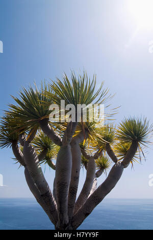 Arbre Dragon (Dracaena) sur la côte de Puerto Naos, La Palma, Canary Islands, Spain, Europe Banque D'Images