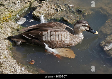 Spot-Billed poecilorhyncha Canard chinois (zonorhyncha) Banque D'Images