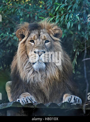 Homme Lion d'Asie (Panthera leo persica) Banque D'Images