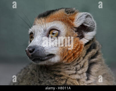 L'eulemur coronatus (Lemur couronné) mâle Banque D'Images