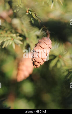 Épinette pruche (Tsuga heterophylla) avec les cônes. Banque D'Images