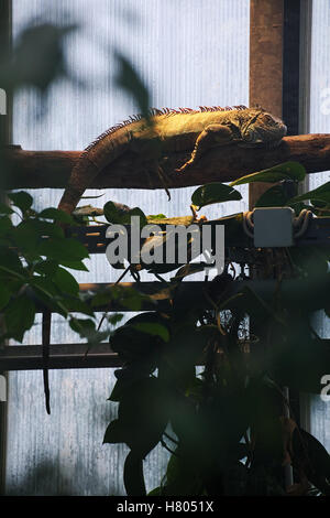 L'iguane commun (Iguana iguana) est posé sur une branche. Banque D'Images