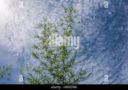 Feuilles de bambou avec la lumière du soleil et fond de ciel bleu Banque D'Images