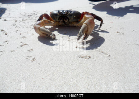 Crabe poulet sur la plage de Koh Tachai, Phang Nga, Thaïlande Banque D'Images