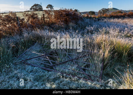 Un frosty gate couché dans l'herbe givrée, près de Cynghordy, Carmarthenshire, Pays de Galles Banque D'Images