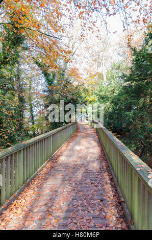 Passerelle en bois pour les visiteurs de Symonds Yat Rock dans le Gloucestershire Banque D'Images