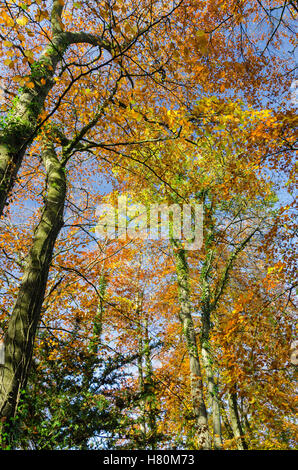 Affichage d'arbres belles couleurs d'automne à Symonds Yat dans Gloucestershire Banque D'Images