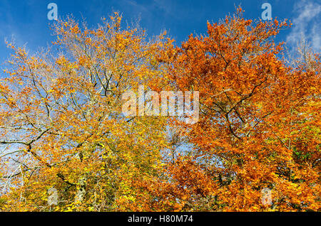 Affichage d'arbres belles couleurs d'automne à Symonds Yat dans Gloucestershire Banque D'Images