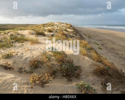 La côte atlantique de l'île d'Oléron au début des heures vu par le sommet de la dune. Banque D'Images