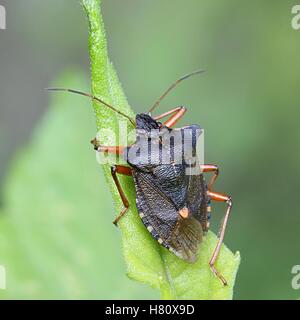 Red-legged Shieldbug, connu aussi sous le nom de bug, forêt Pentatoma rufipes, un le jardin Banque D'Images